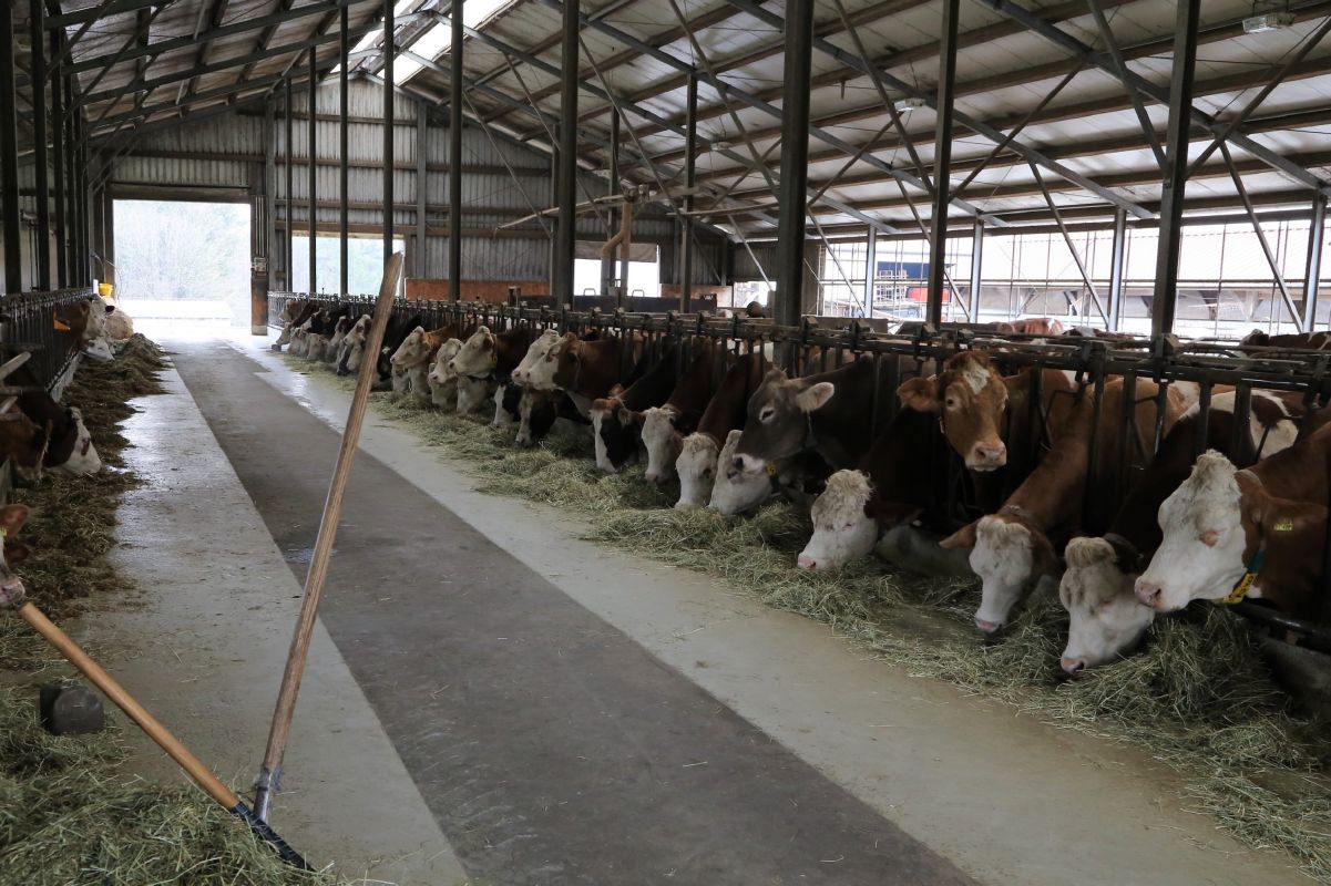 Der Stall der Familie Wörner in Donebach. Hier stehen 176 Kühe. Eine davon ist die dreibeinige Kuh Haribo.