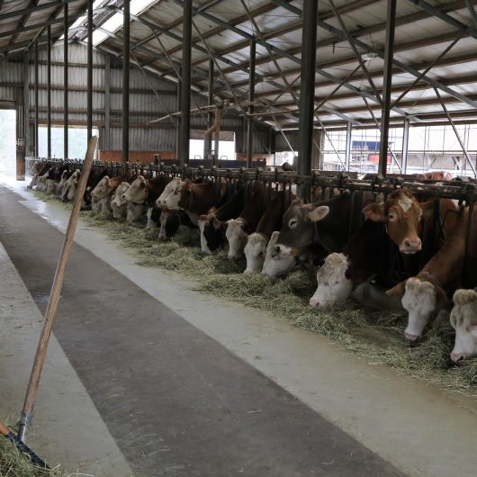 Der Stall der Familie Wörner in Donebach. Hier stehen 176 Kühe. Eine davon ist die dreibeinige Kuh Haribo.